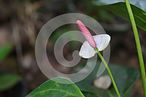 A pink spadix is on a small white Anthurium flower in the garden