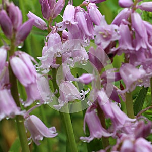 Pink Spanish bluebell with raindrops