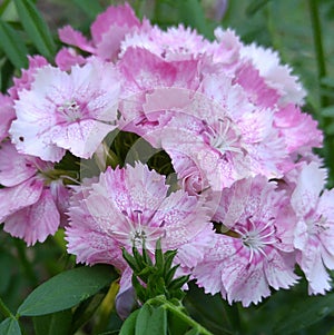 Pink speckled Sweet William flowers close up