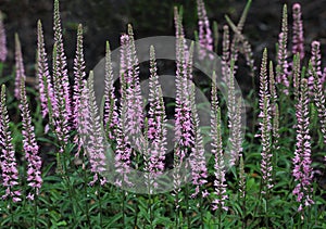 Pink Speedwell Flower photo