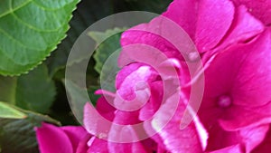 Pink spherical inflorescences of hydrangeas