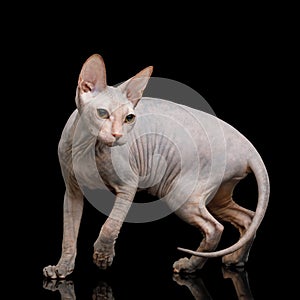 Pink Sphynx Cat Isolated on Black Background