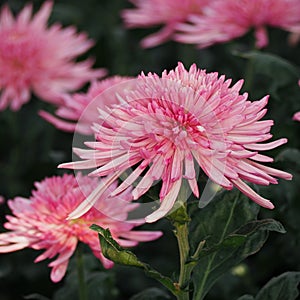 Pink spider chrysanthemum morifolium flower