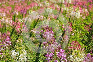 Pink spider flower or Cleome hassleriana in .Flower garden