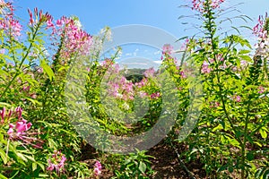 Pink spider flower or Cleome hassleriana in .Flower garden