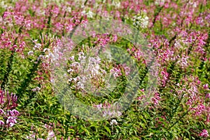 Pink spider flower or Cleome hassleriana in .Flower garden