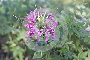 Pink Spider flower or Cleome spinosa in the garden.