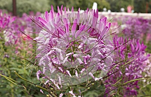 Pink Spider flower Cleome hassleriana in the garden