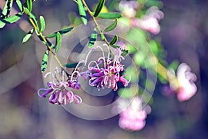 Pink spider flowers, Grevillea sericea