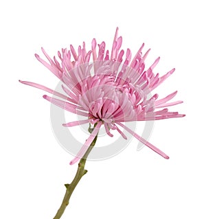 Pink spider mum