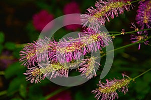 Pink spikelets of canadian Hemoptysis