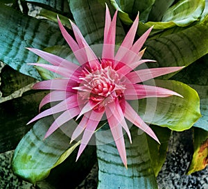 Pink Spikey Flower with Large Green Leaves