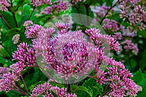 Pink spindly flowering plant. Hemp Agrimony, Eupatorium cannabinum, Flowering joe pye weed