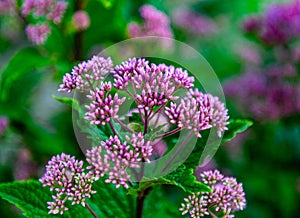 Pink spindly flowering plant. Hemp Agrimony, Eupatorium cannabinum, Flowering joe pye weed in the Gene Leahy Mall