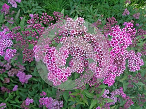 Pink spiraea bush in the garden