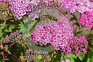 Pink spirea `crispa`. photo