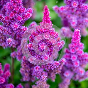 Pink spirea - purple rain - astilbe chinensis - flowering purple astilbe in summer