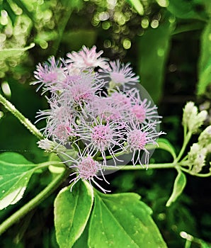 Pink spongy flower