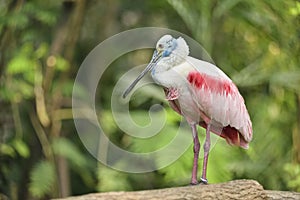 Pink Spoonbill