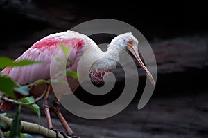 Pink spoonbill bird
