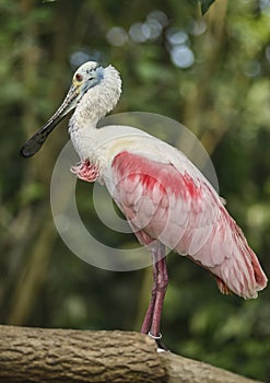 Pink Spoonbill bird