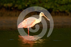 Pink Spoonbill bird. Beautiful sunrise with bird, Platalea ajaja, Roseate Spoonbill, in the water sun back light, detail portrait