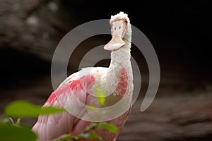 Pink spoonbill bird portrait