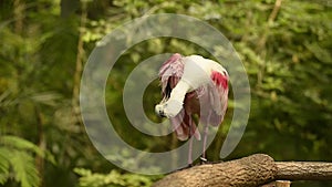 Pink Spoonbill bird (video)