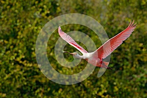 Pink spoonbill fly. Spoonbill bird. Beautiful sunrise with bird, Platalea ajaja, Roseate Spoonbill, in the water sun back light, d
