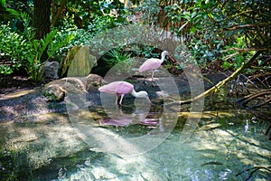 Pink spoonbills at Florida Aquarium photo