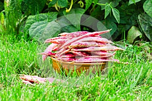 Pink spotted bean pods Phaseolus in a bowl