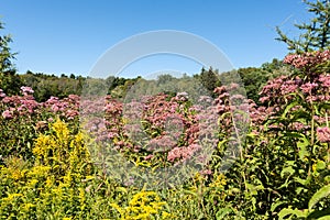 Pink Spotted Eupator and Solidago canadensis