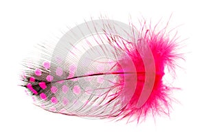 Pink spotted feather on white
