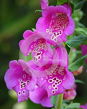 Pink Spotted Foxglove