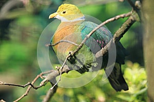 Pink-spotted fruit dove