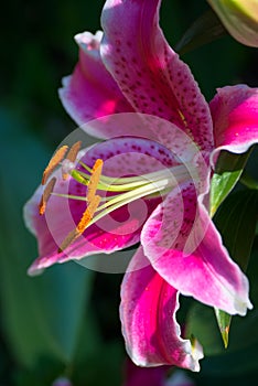 Pink Spotted Lily Flowering