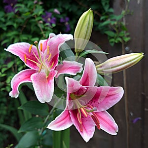 Pink Spotted Lily Flowering