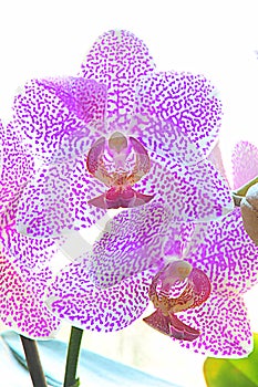 Pink spotted orchid flowers