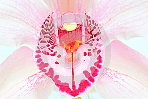 Pink spotted orchid macro shot