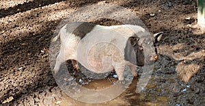 Pink spotted pig splashing in a dirty puddle, agriculture and animal life, dirty hooves and funny dirty nose