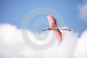 Pink spread wings of a flying roseate spoonbill bird Platalea ajaja