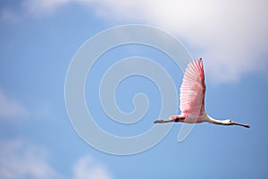 Pink spread wings of a flying roseate spoonbill bird Platalea ajaja