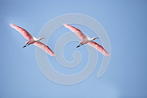 Pink spread wings of a flying roseate spoonbill bird Platalea ajaja