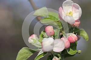 Pink spring apple flowers, buds of and green leaves on tree branch. Spring blooming, macro photo, selective focus