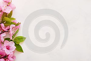 Pink spring background fresh flower on white background.