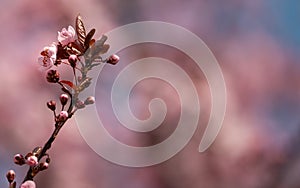 Pink spring blooming branch on a beautiful bokeh background in pink and blue large copy-space space for text