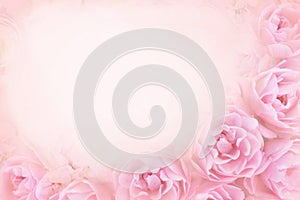 Pink spring blooming flowers or summer blossoming delicate roses festive background