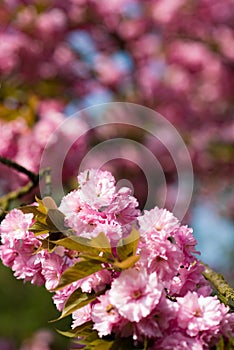 Pink spring Blossom flowers bokuh