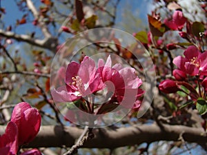 Pink Spring Blossoms