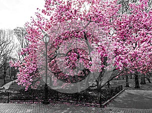Pink spring blossoms blooming on black and white trees above a path in Central Park, New York City NYC